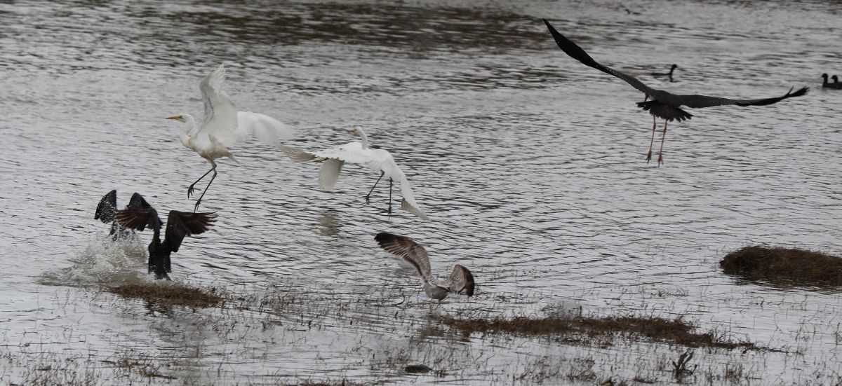 Kuş Cenneti Büyülüyor