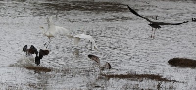 Kuş Cenneti Büyülüyor