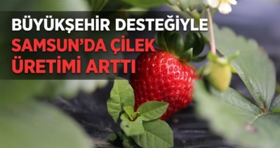 Büyükşehir Destekliyor, Çilek Üretimi Artıyor